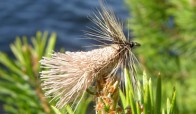  Torrflugor Nattslnda 