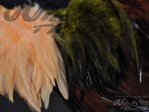  Strung Saddle Hackles 