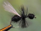 Black Flying Ant Flygmyra Svart