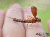 12-Pack Mohicane Mayfly Brown