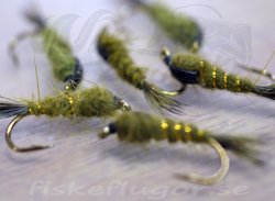 12-Pack Harra Nymf Olive WTD