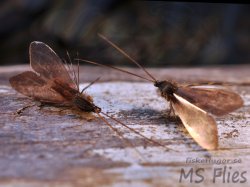 True Caddis Wings