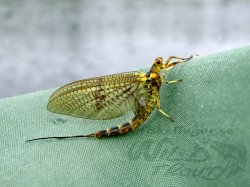 MS RW Danica Dun Mayfly