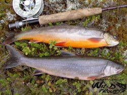 Rding Flugor Artic Char Collection