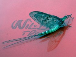 12-Pack Mohicane Mayfly Cream Danica sandslnda