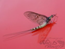 MS RW Danica Dun Mayfly