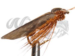 Giant Sedge Brown