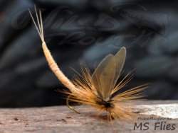 MS RW Danica Dun Mayfly