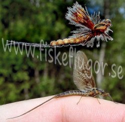 6-Pack Mohicane Mayfly Brown Vulgata Sjsandslnda