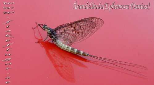 Mohicane Mayfly Cream Danica sandslnda