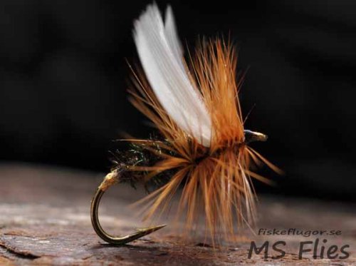 MS Coachman Dry