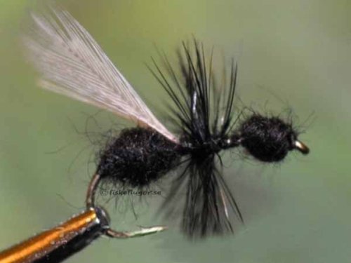 Black Flying Ant Flygmyra Svart