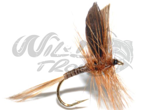 12-Pack Ginger Quill Dry