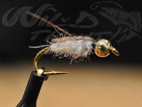 6-Pack Goldhead Corixa