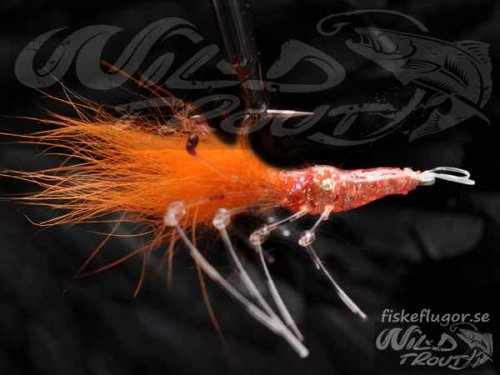 Magic Shrimp Orange