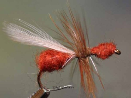 Brown Flying Ant Flygmyra Brun