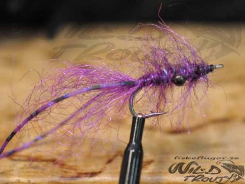 Electric Schrimp Purple