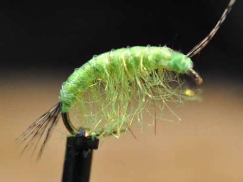 Gammarus UVX Chartreuse