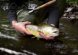 ring Flugor Brown Trout Collection