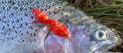 12-Pack BH Fritz Woolly Bugger Red