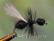 Black Flying Ant Flygmyra Svart