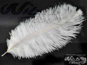 Ostrich Feather 20-25cm