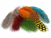 TL Selected Guinea Fowl Feathers